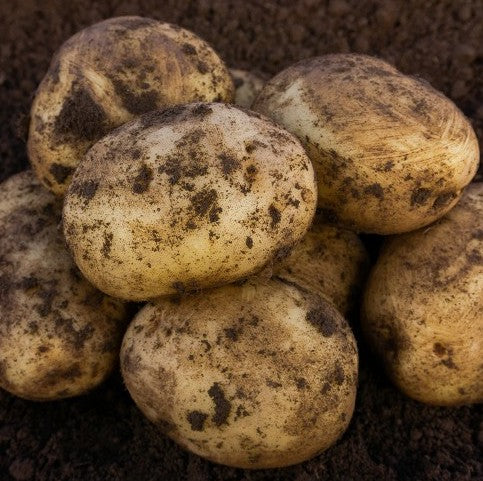 Seed Potato Sagitta