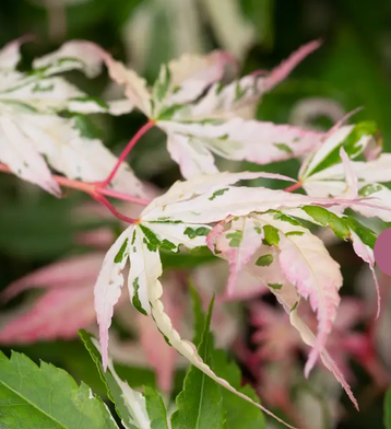 Acer negundo Flamingo 12L