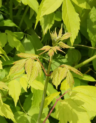 Acer negundo 'Kelly's Gold' 12 ltr pot