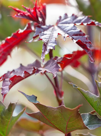 Acer platanoides 'Crimson Sentry' 12L