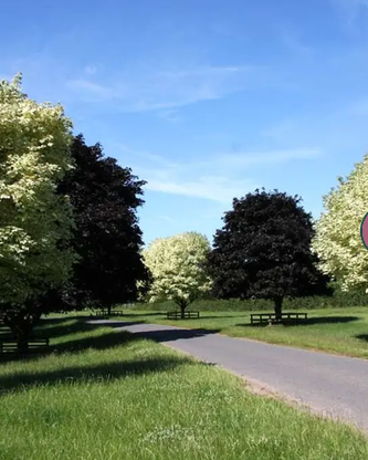 Acer platanoides Drummondii 12L