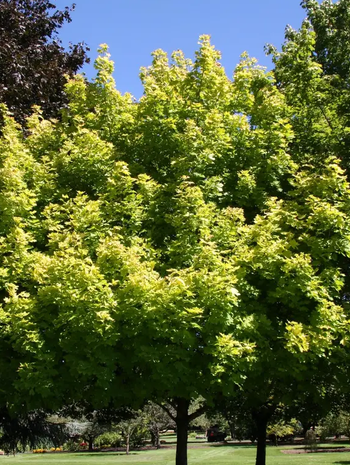 Acer platanoides Princeton Gold 12L pot