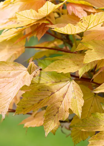 Acer pseudoplatanus 'Brilliantissimum' Top worked at 120cm