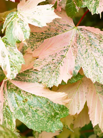 Acer pseudoplatanus 'Simon-Louis Freres 12Ltr pot