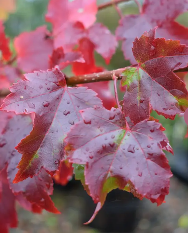 Acer rubrum 'October Glory' 12L pot