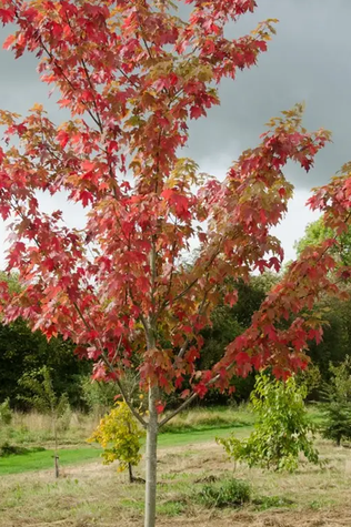 Acer x freemanii ' Autumn Blaze' 12L