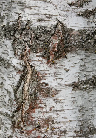 Betula alba Pendula 12ltr pot
