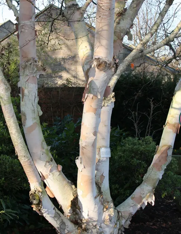Betula costata 'Daleside' 12ltr pot