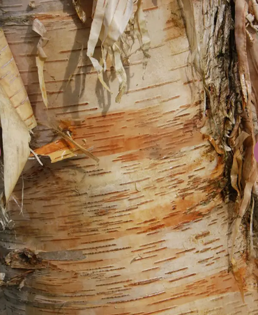 Betula fetisowii 12ltr pot