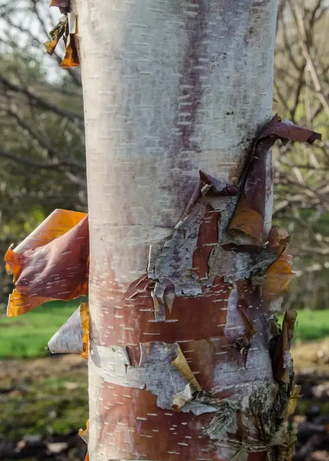 Betula utilis subsp. albosinensis 'Kansu' 12ltr pot