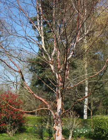 Betula albosinensis 'Red Panda' 12ltr pot