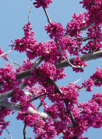 Cercis canadensis var. texensis 'Oklahoma' 12Ltr pot