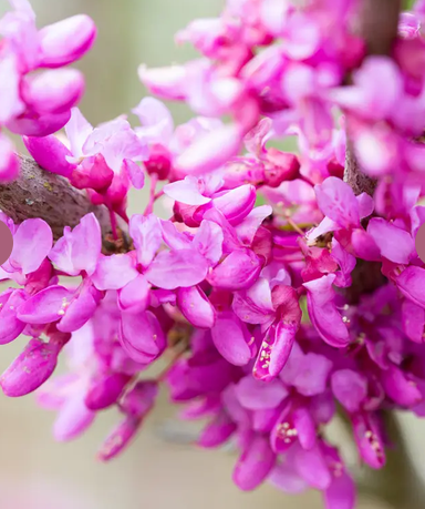 Cercis chinensis 'Avondale' 12Ltr pot