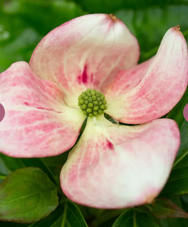 Cornus florida 12Ltr pot