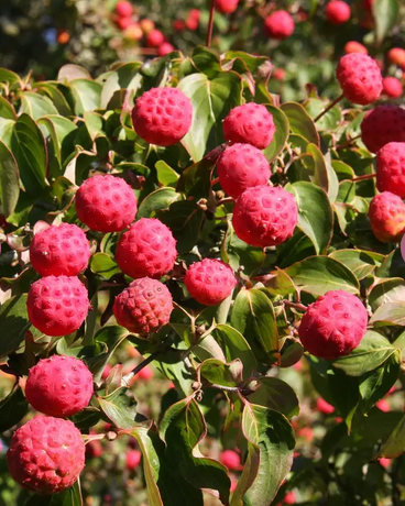 Cornus kousa var. chinensis 12ltr pot
