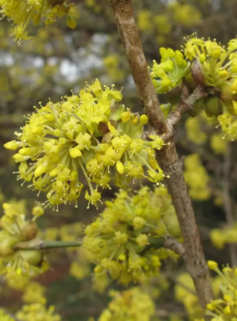 Cornus mas 12Ltr pot