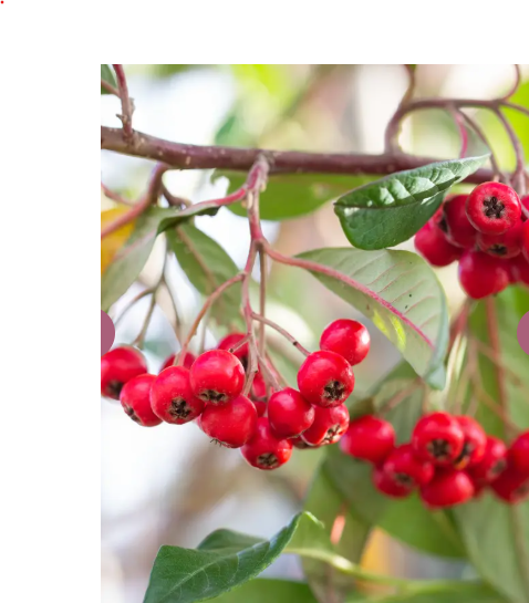 Cotoneaster 'Cornubia' 12Ltr pot