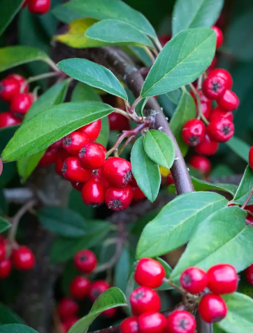 Cotoneaster hybridus 'Pendulus' 12Ltr pot