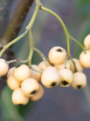 Cotoneaster salicifolius 'Exburiensis' 12Ltr pot