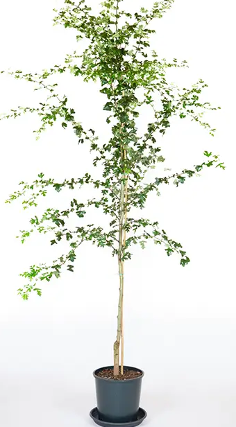 Crataegus laevigata 'Crimson Cloud' 12Ltr pot