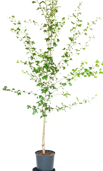 Crataegus x media 'Plena' 12Ltr pot