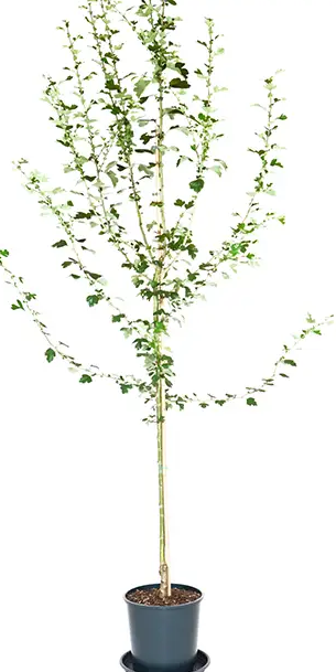 Crataegus x media 'Punicea Flore Pleno' 12Ltr pot