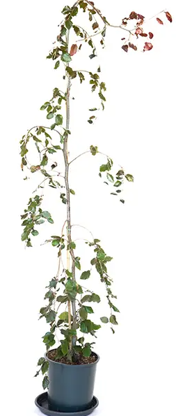Fagus sylvatica 'Black Swan' 12Ltr pot