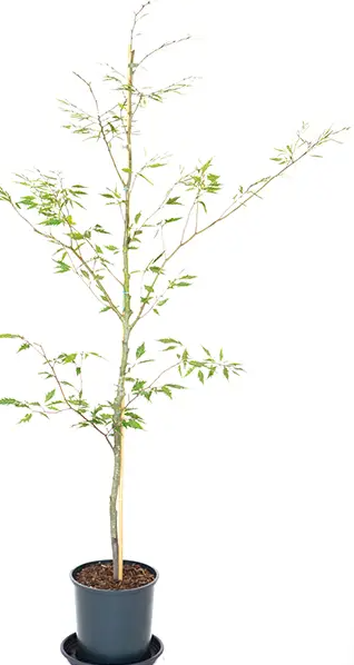 Fagus sylvatica var. heterophylla 'Aspleniifolia' 12Lltr pot