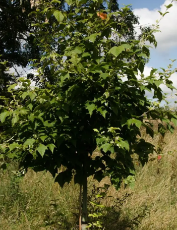 Acer rufinerve 12ltr pot
