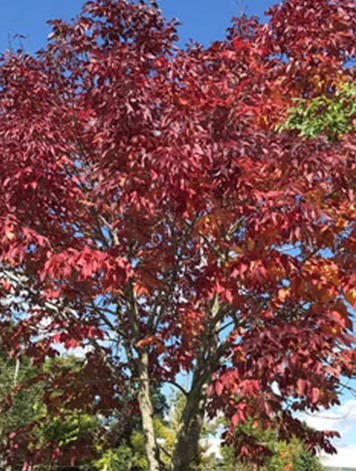 Fraxinus angustifolia 'Raywood' 12ltr pot