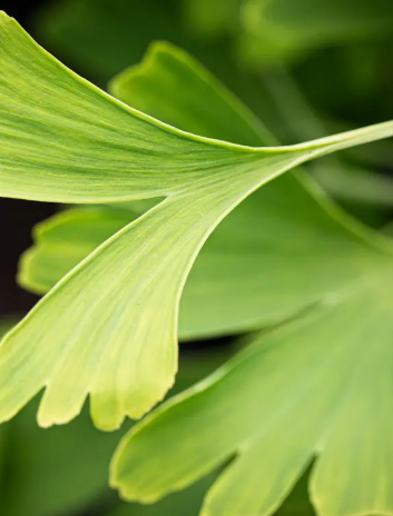 Ginkgo biloba 12Ltr pot