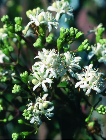 Heptacodium miconioides 12Ltr pot