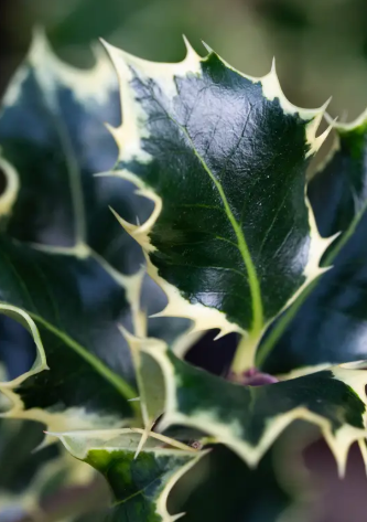 Ilex aquifolium 'Argentea Marginata' 12Ltr pot