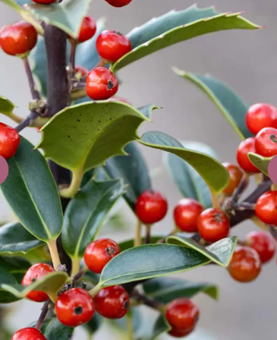 Ilex aquifolium 12Ltr pot