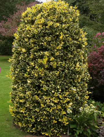 Ilex x altaclerensis 'Golden King' 12ltr pot