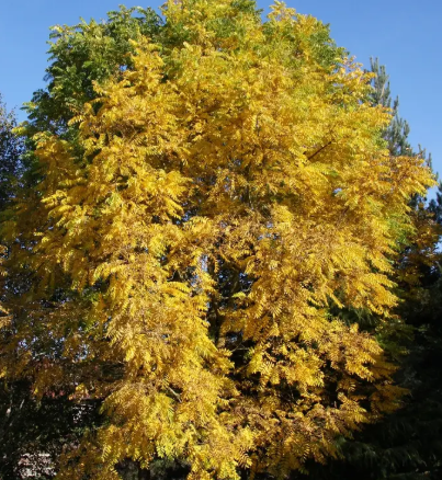 Juglans nigra 12ltr pot