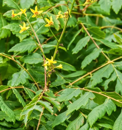 Koelreuteria paniculata 12ltr pot