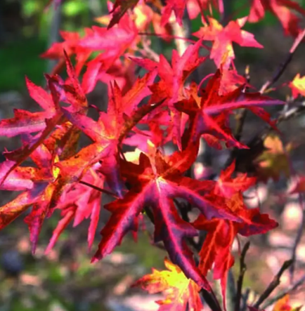 Liquidambar styraciflua 'Stared' 12ltr pot