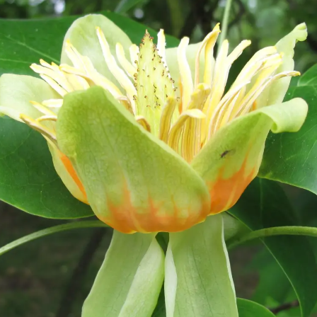 Liriodendron tulipifera 12ltr pot