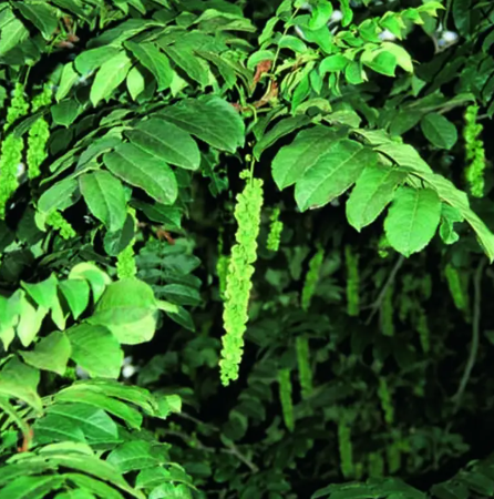 Pterocarya fraxinifolia 7ltr pot