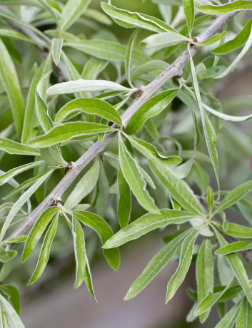 Pyrus salicifolia 'Pendula' 12ltr pot
