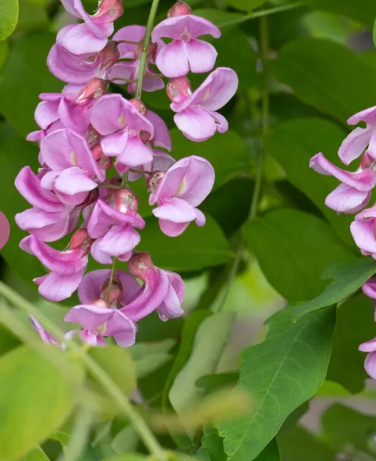 Robinia x margaretta 'Pink Cascade' 12lt