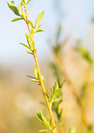 Salix alba 'Hutchinsons Yellow' 12ltr pot