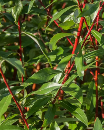 Salix alba var. vitellina 'Britzensis' 12ltr pot