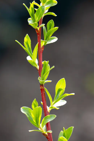 Salix alba var. vitellina 'Yelverton' 12ltr pot