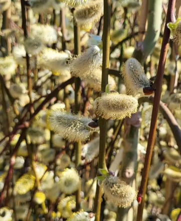 Salix caprea Pendula Top worked at 120cm 12ltr pot