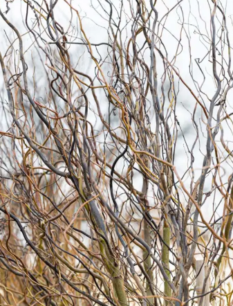 Salix x sepulcralis 'Erythrflexuosa' ('Golden Curls') 12ltr pot