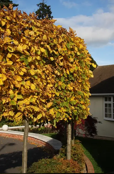 Carpinus betulus 12L