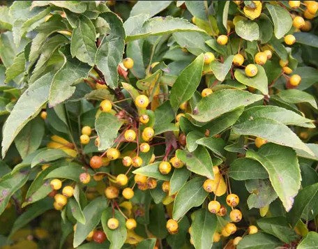 Malus Cinderella 11.5L