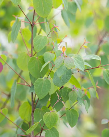 Cercidiphyllum japonicum 12Ltr pot